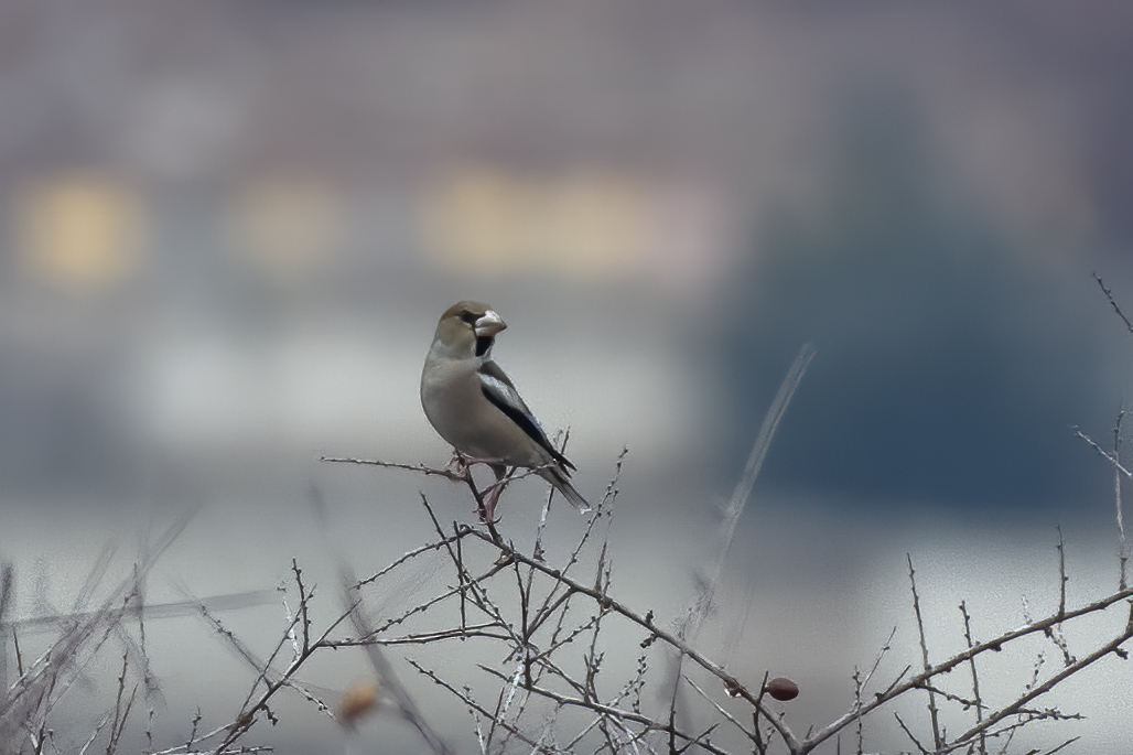 Hawfinch