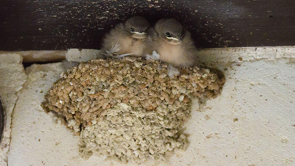 Eurasian Crag Martin