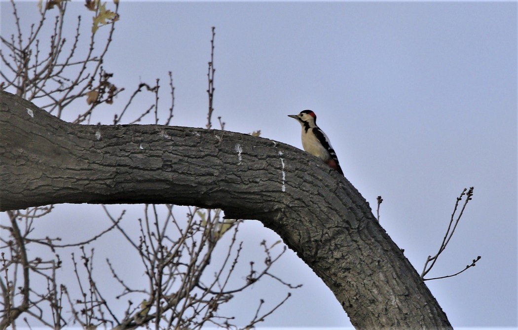 Syrian Woodpecker