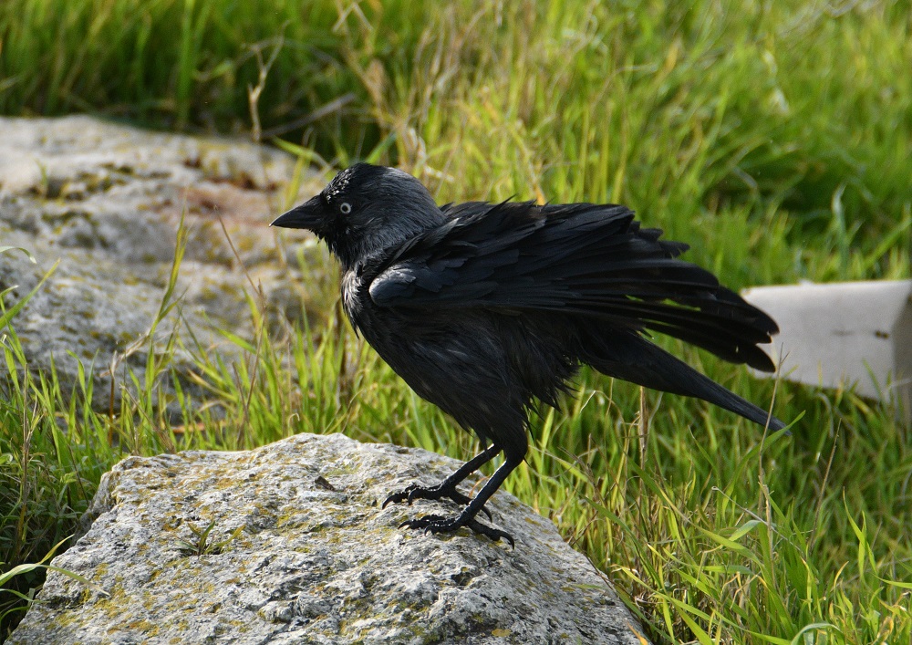 Western Jackdaw