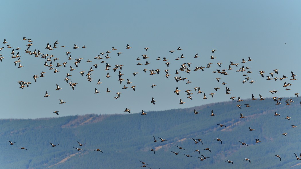 Ruddy Shelduck