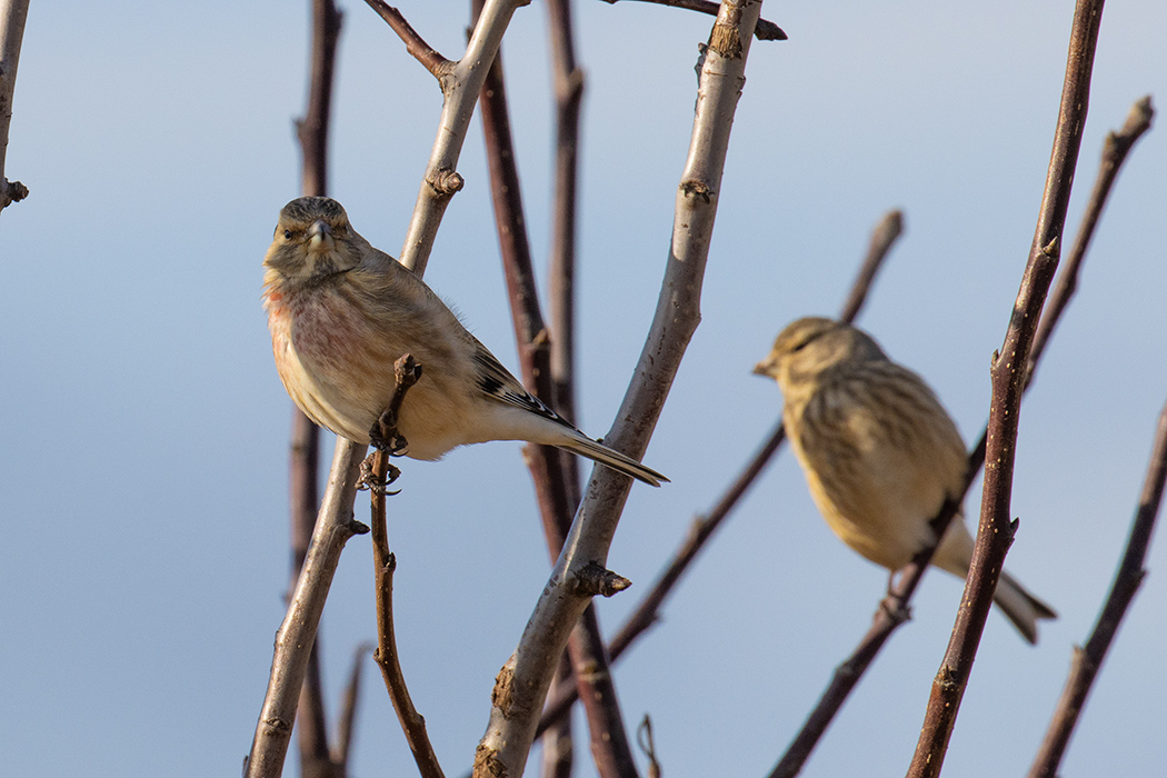 Common Linnet