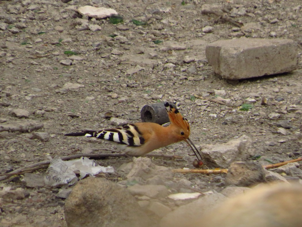 Common Hoopoe