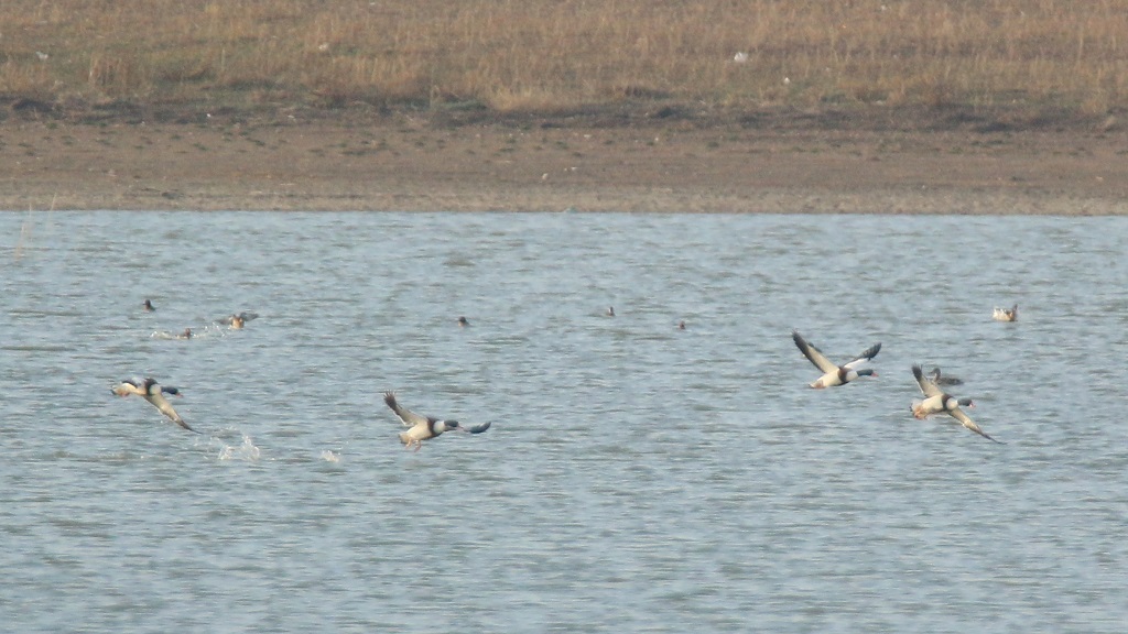 Common Shelduck