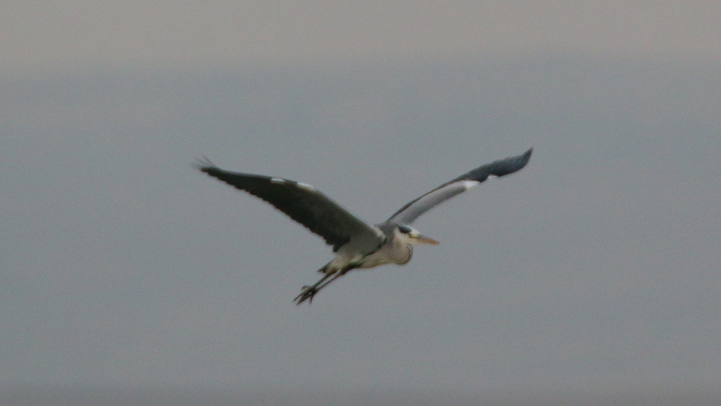Grey Heron