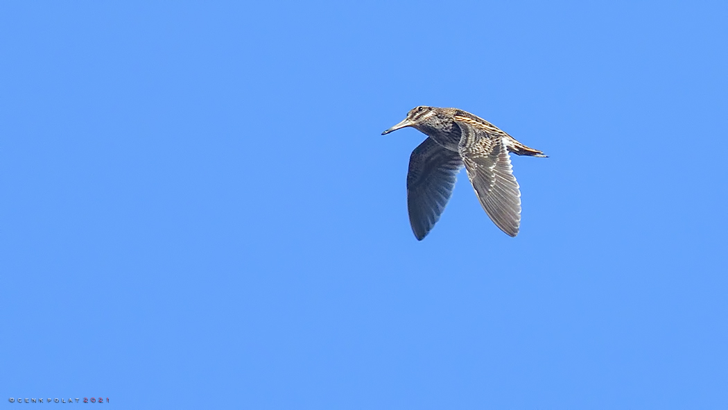 Jack Snipe