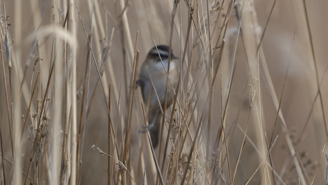 Moustached Warbler