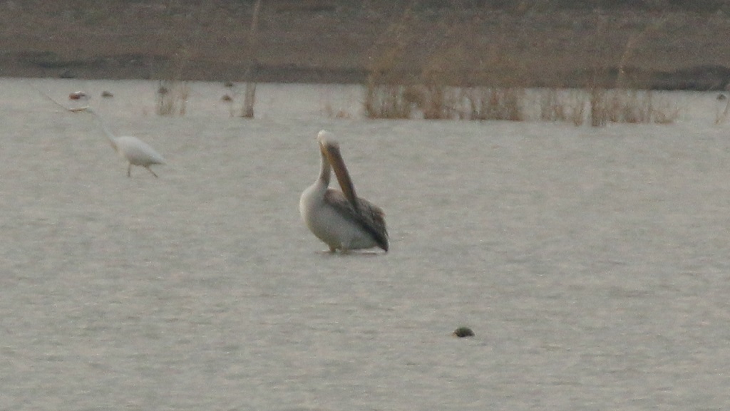 Great White Pelican