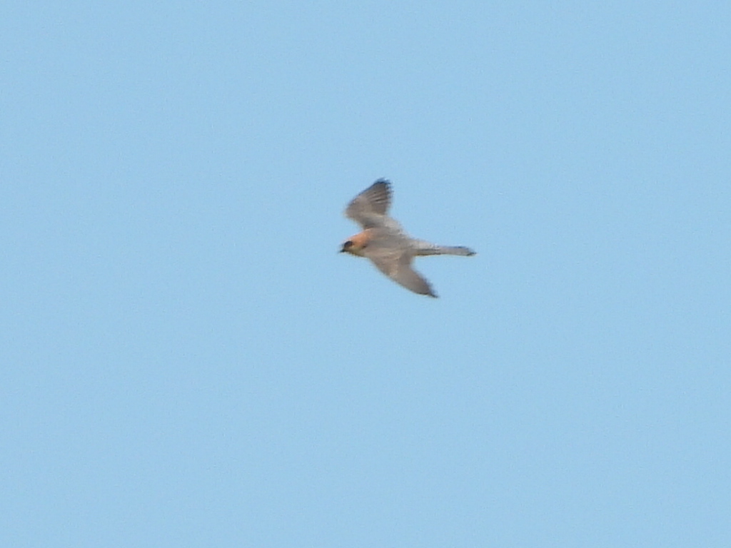 Red-footed Falcon