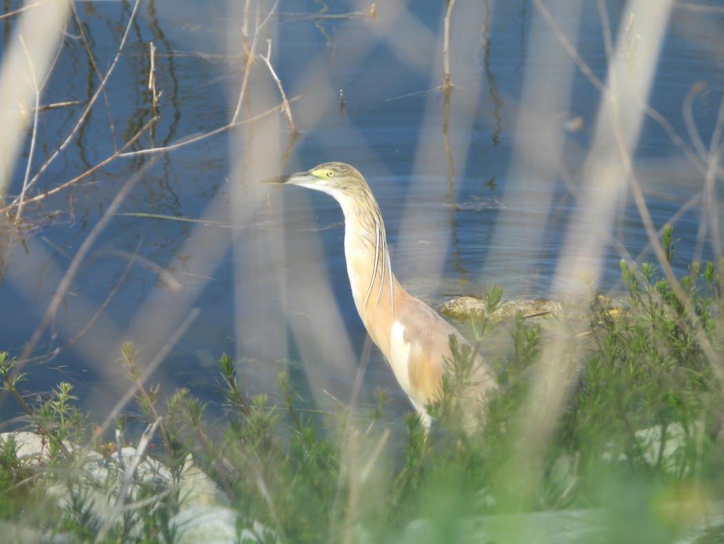 Squacco Heron