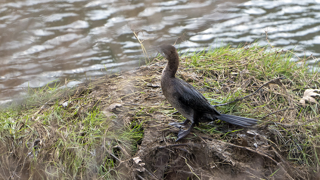 Pygmy Cormorant