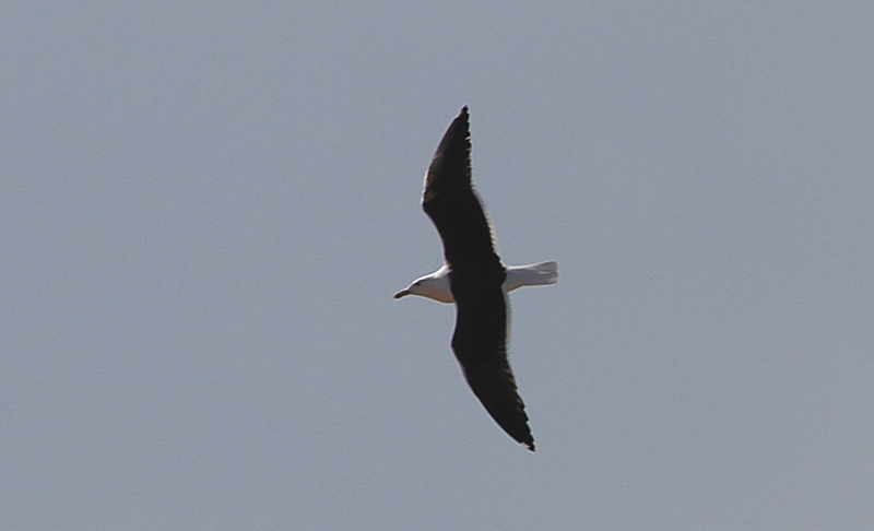 Lesser Black-backed Gull