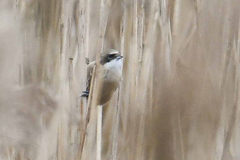Eurasian Penduline Tit