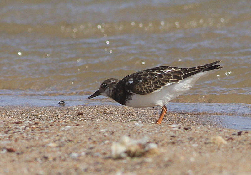 Ruddy Turnstone