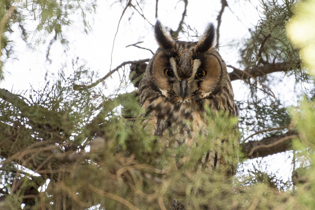 Long-eared Owl