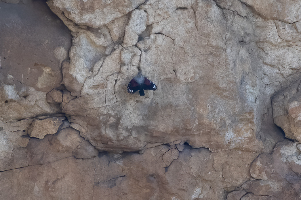 Wallcreeper