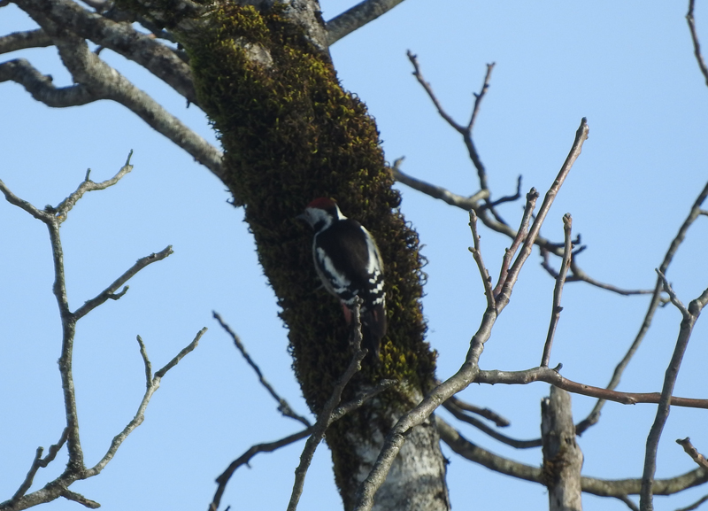 Syrian Woodpecker