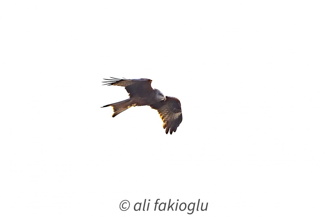 Red Kite