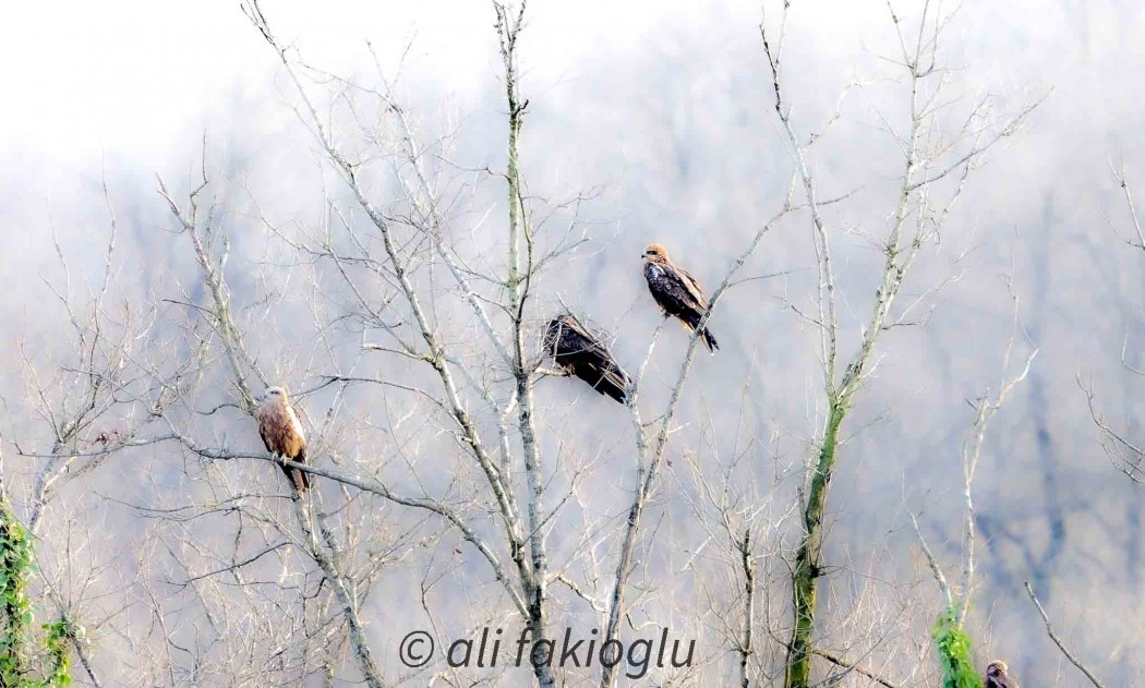 Black Kite