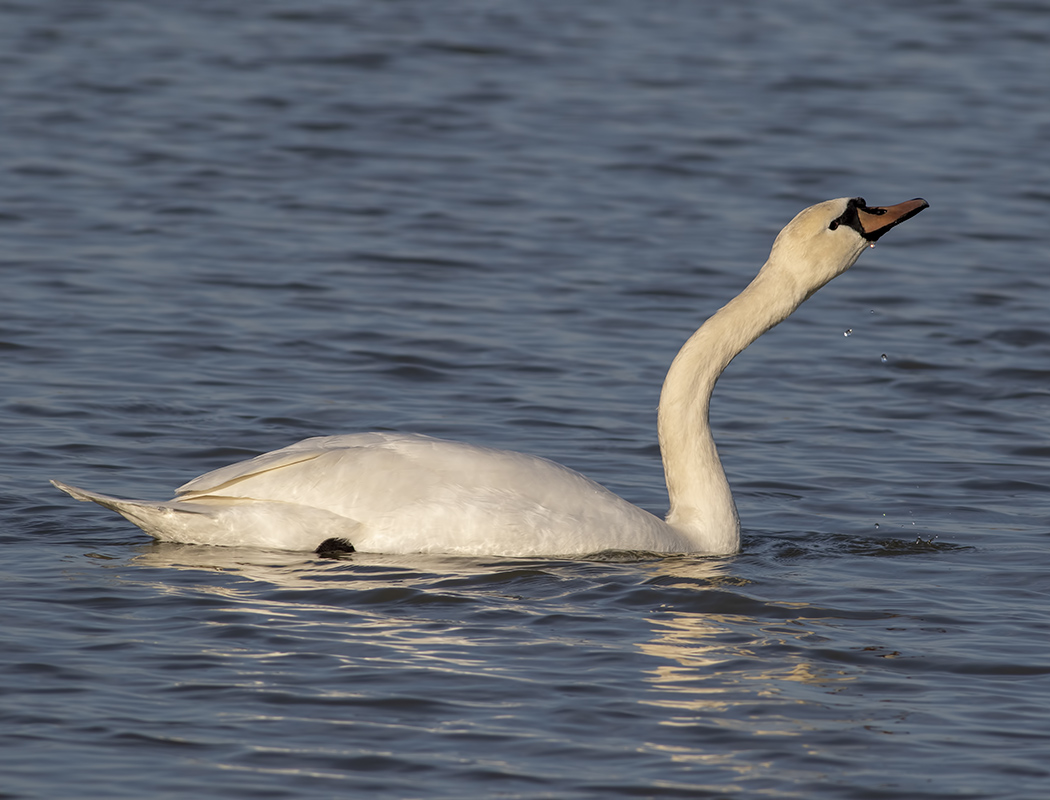 Mute Swan