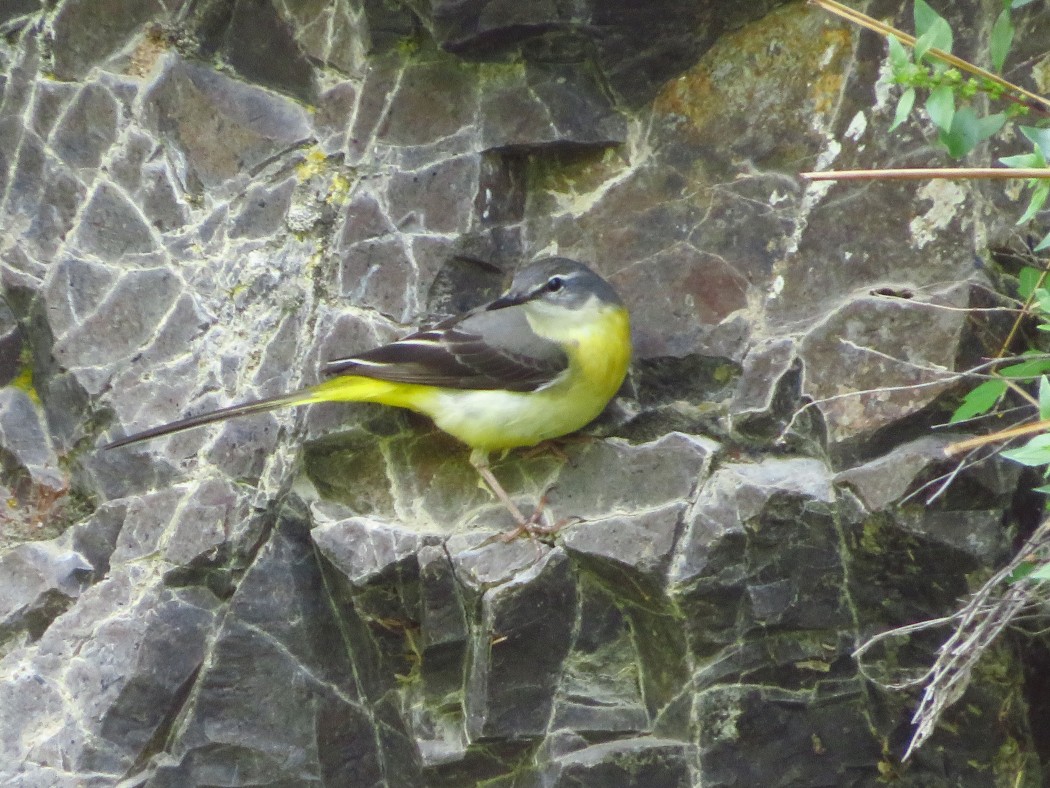 Grey Wagtail