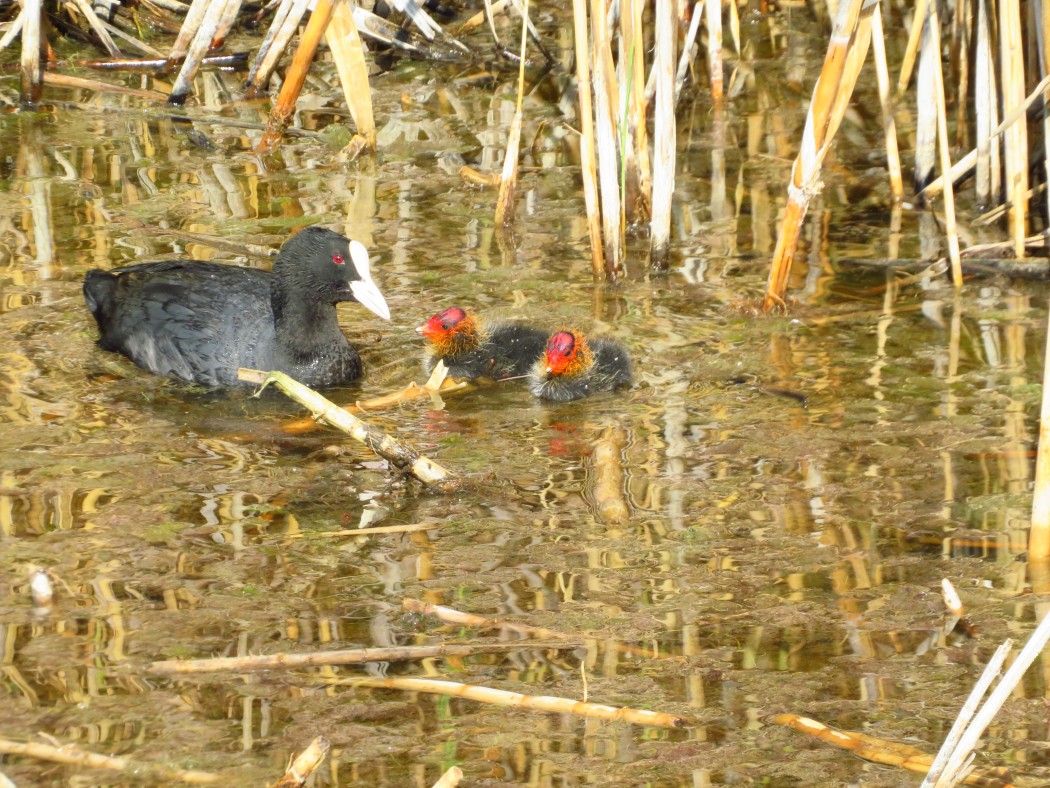 Eurasian Coot