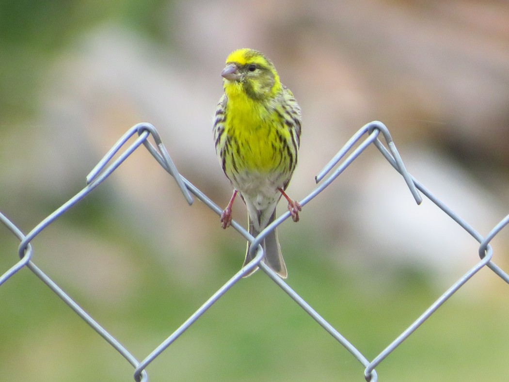 European Serin