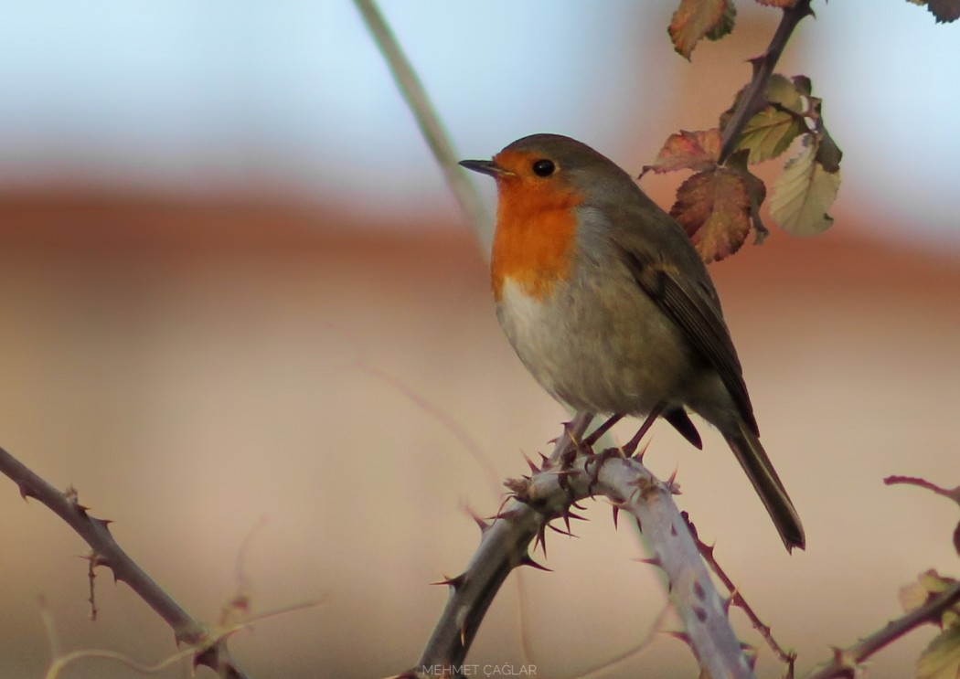 European Robin