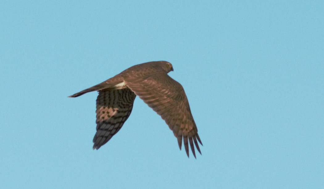 Eurasian Sparrowhawk