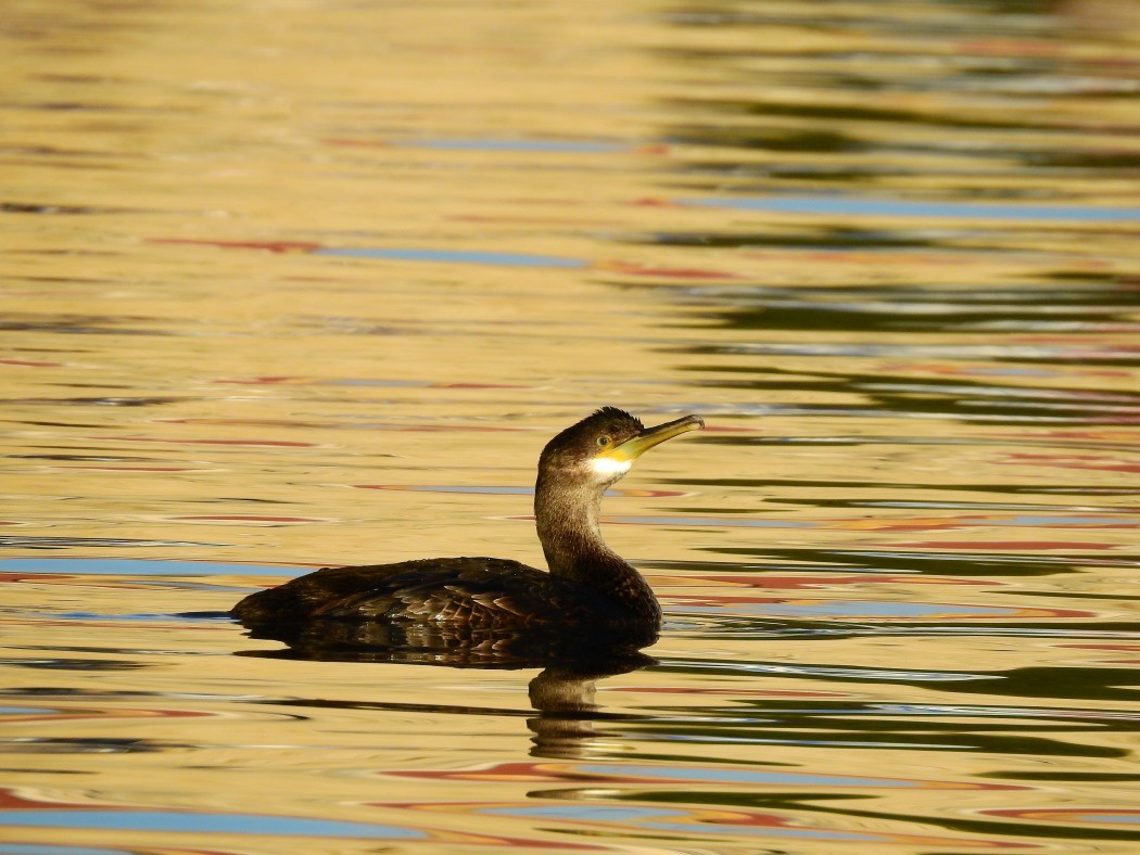 European Shag