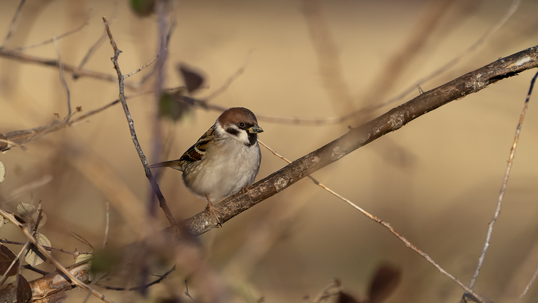 Eurasian Tree Sparrow