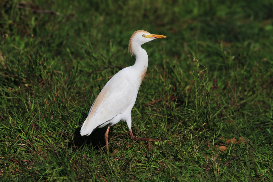 Western Cattle Egret