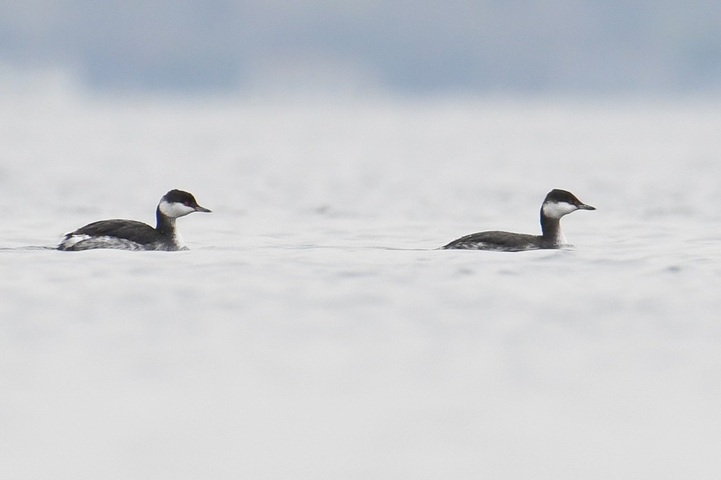 Horned Grebe