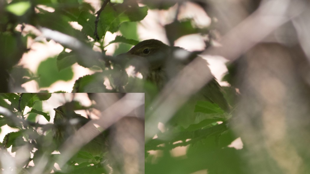 River Warbler