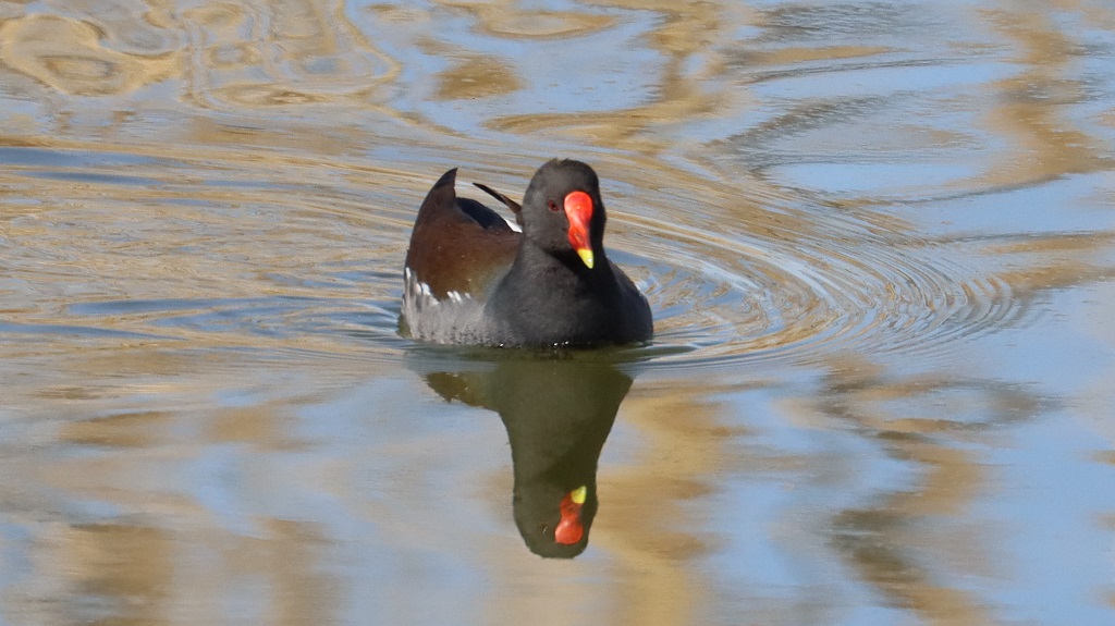Common Moorhen