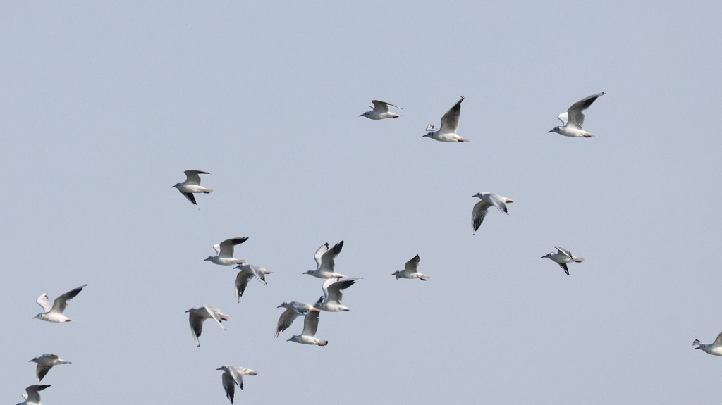 Black-headed Gull