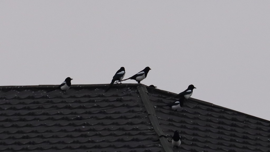 Eurasian Magpie