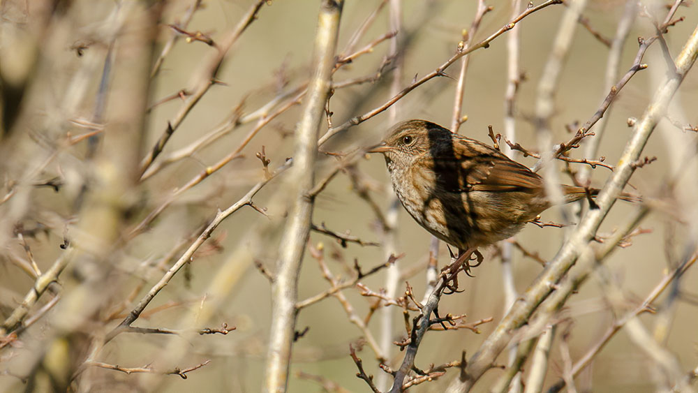 Dunnock