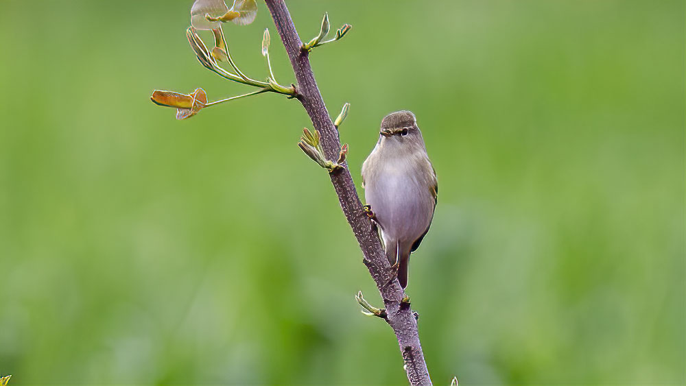 Eastern Bonelli`s Warbler