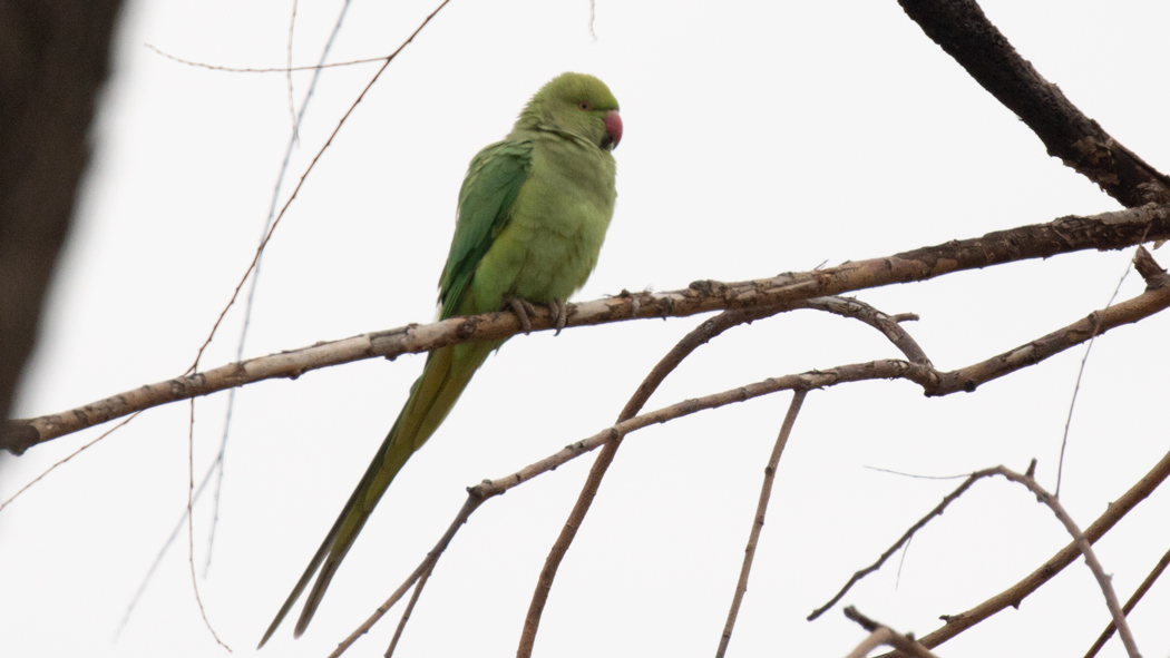 Rose-ringed Parakeet