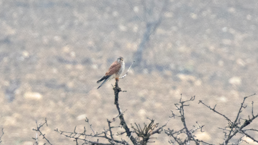 Common Kestrel