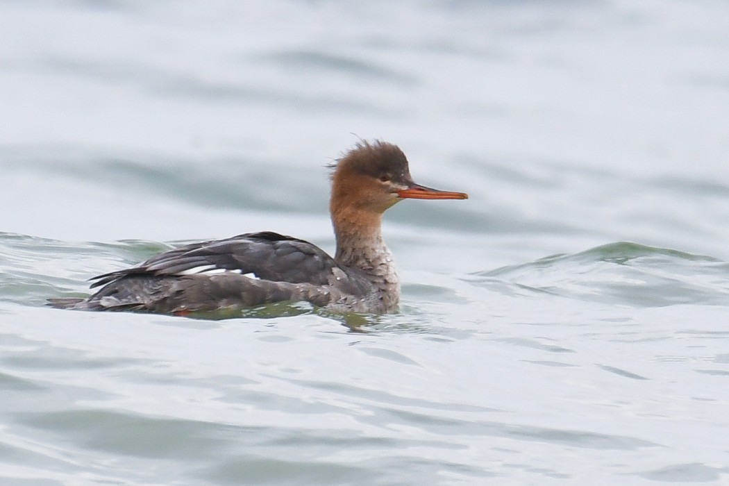 Red-breasted Merganser