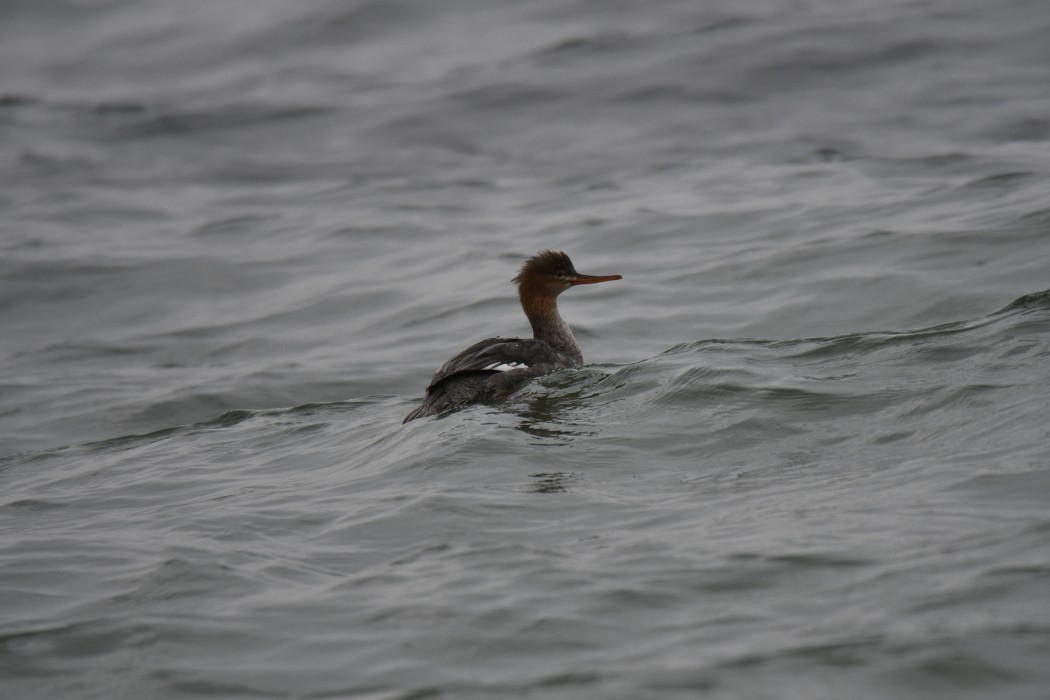 Red-breasted Merganser