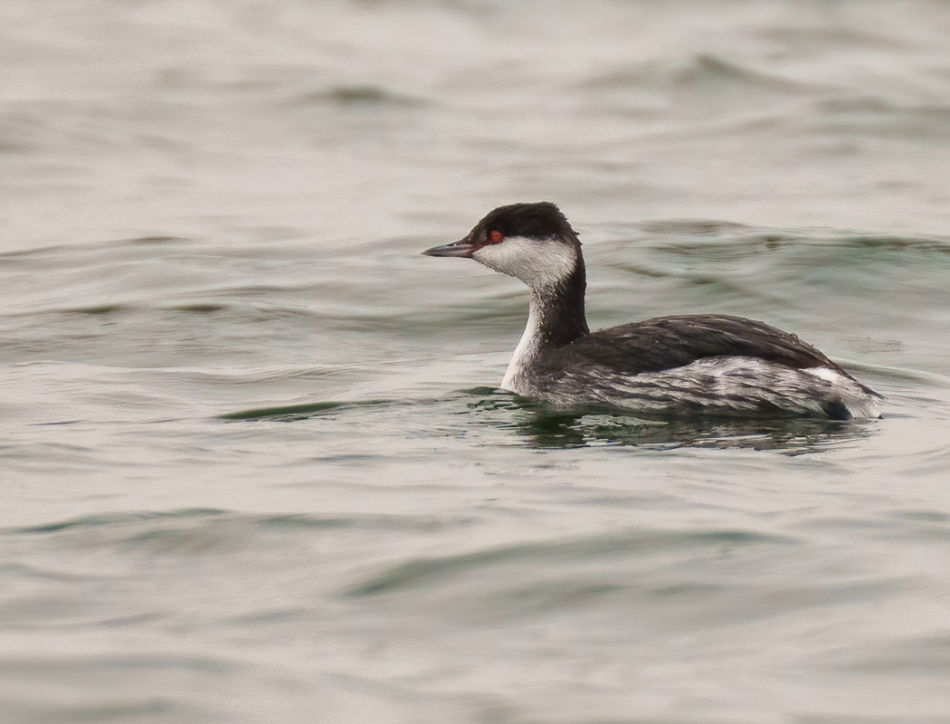 Horned Grebe