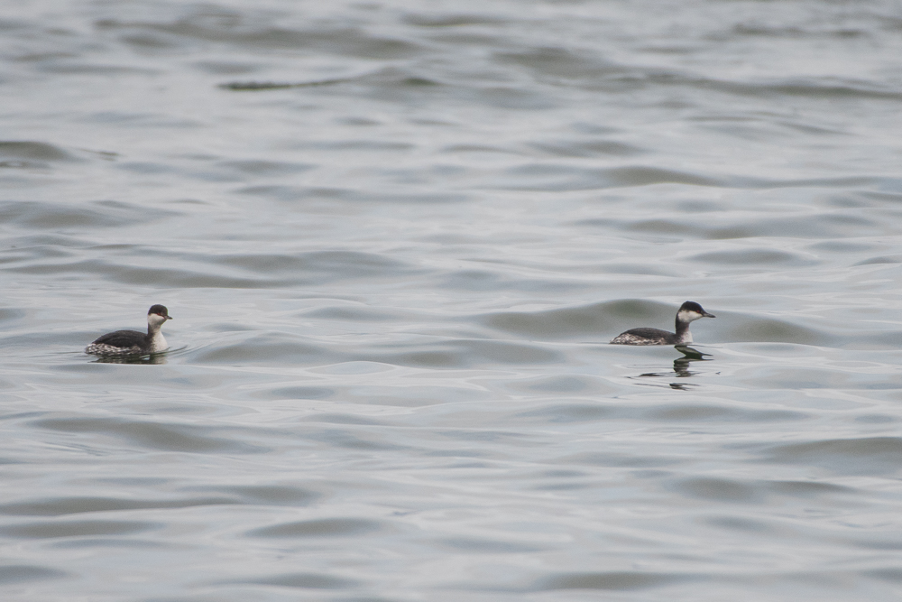 Horned Grebe
