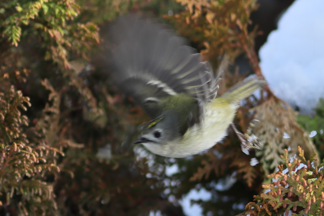 Goldcrest