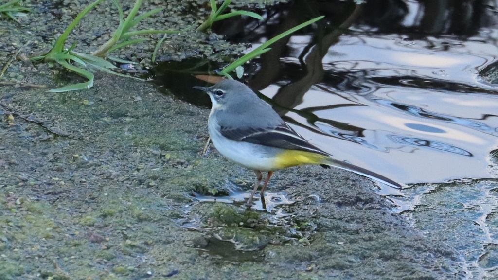 Grey Wagtail