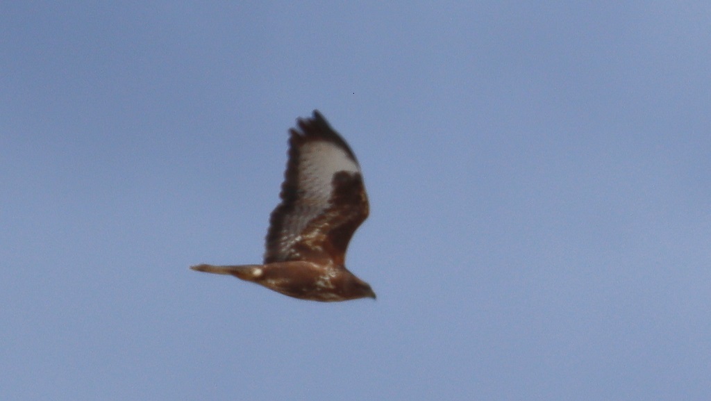 Common Buzzard