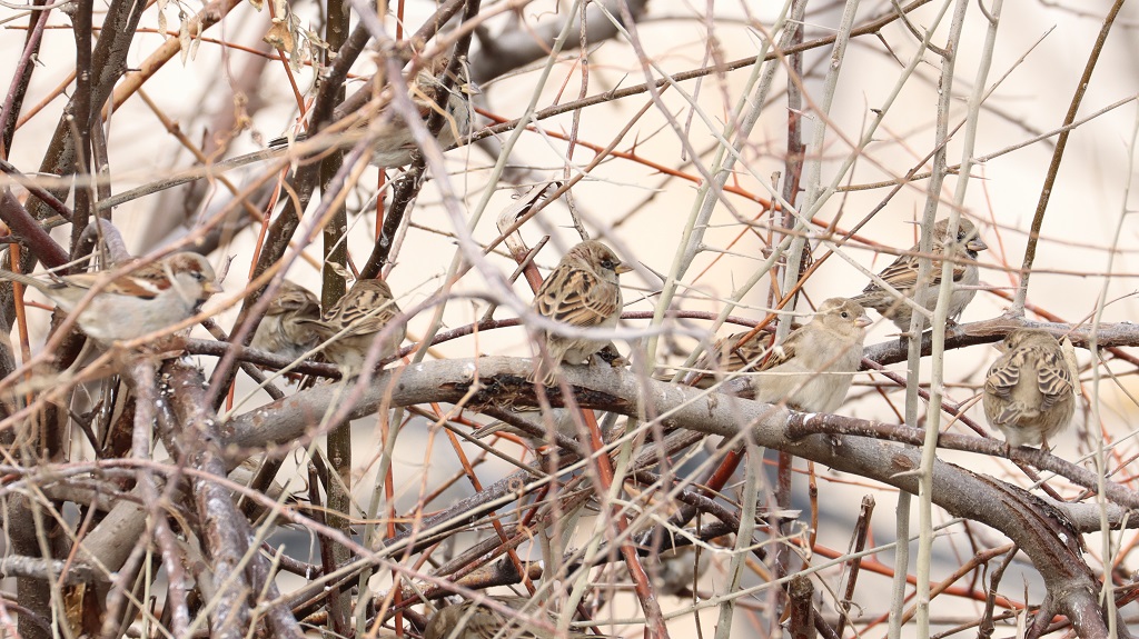 House Sparrow