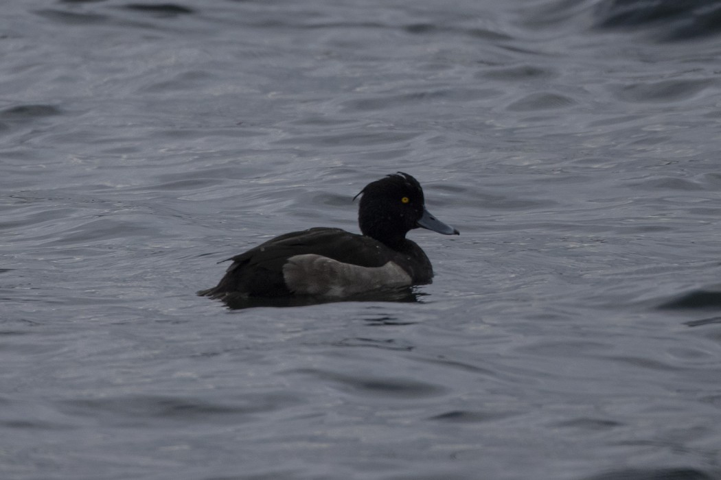 Tufted Duck